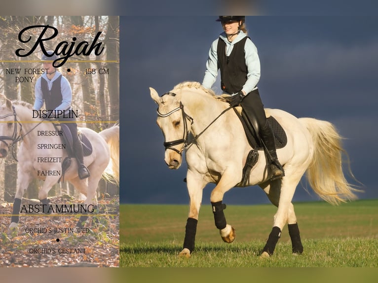 Poni New Forest Yegua 16 años 158 cm Palomino in Nettersheim