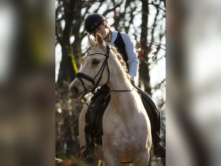 Poni New Forest Yegua 16 años 158 cm Palomino in Nettersheim