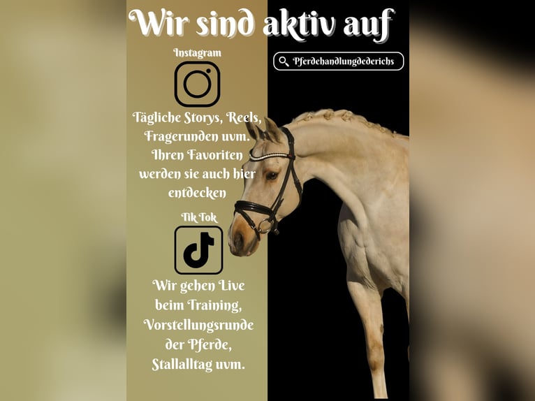 Poni New Forest Yegua 16 años 158 cm Palomino in Nettersheim