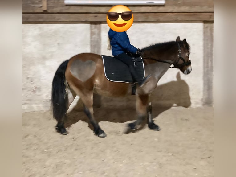 Poni New Forest Mestizo Yegua 17 años 130 cm Castaño in Neukirchen