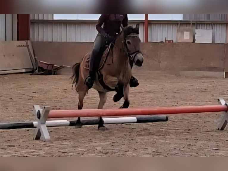 Poni New Forest Mestizo Yegua 17 años 130 cm Castaño in Neukirchen