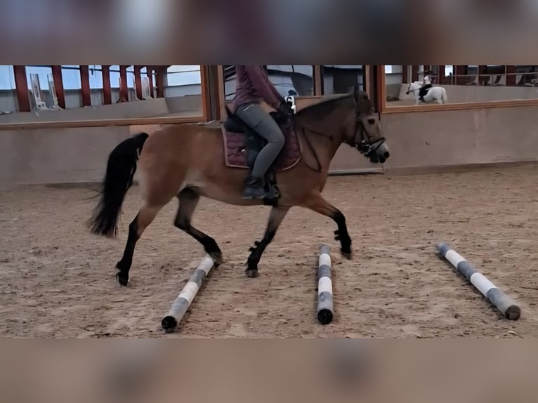 Poni New Forest Mestizo Yegua 17 años 130 cm Castaño in Neukirchen