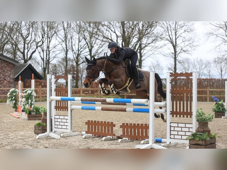 Poni New Forest Yegua 17 años 147 cm Castaño in Oost West en Middelbeers