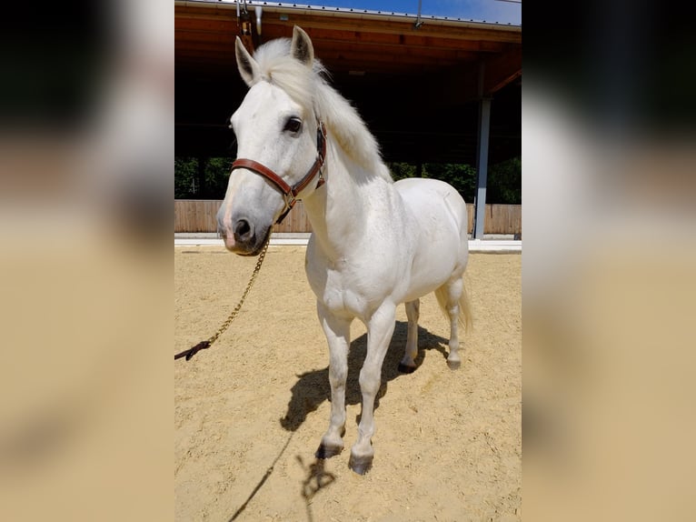 Poni New Forest Yegua 18 años 139 cm Tordo in Dietikon