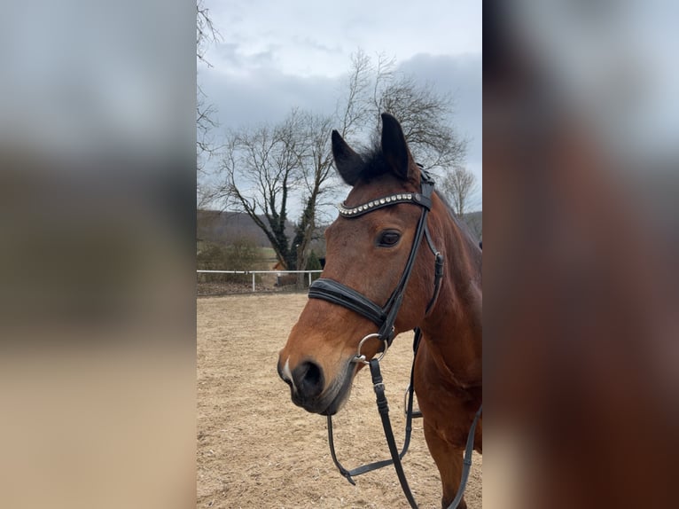 Poni New Forest Yegua 18 años 143 cm Castaño in Heidenheim an der Brenz