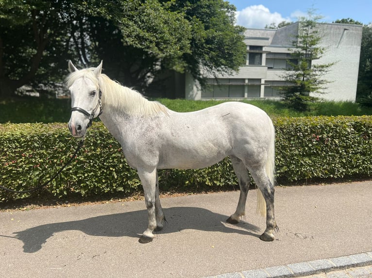 Poni New Forest Yegua 19 años 139 cm Tordo in Dietikon