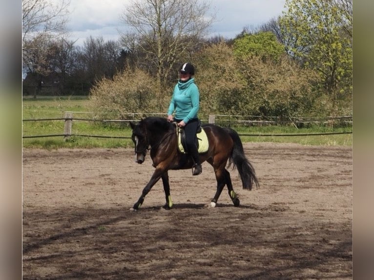 Poni New Forest Yegua 19 años 146 cm Castaño in Appen