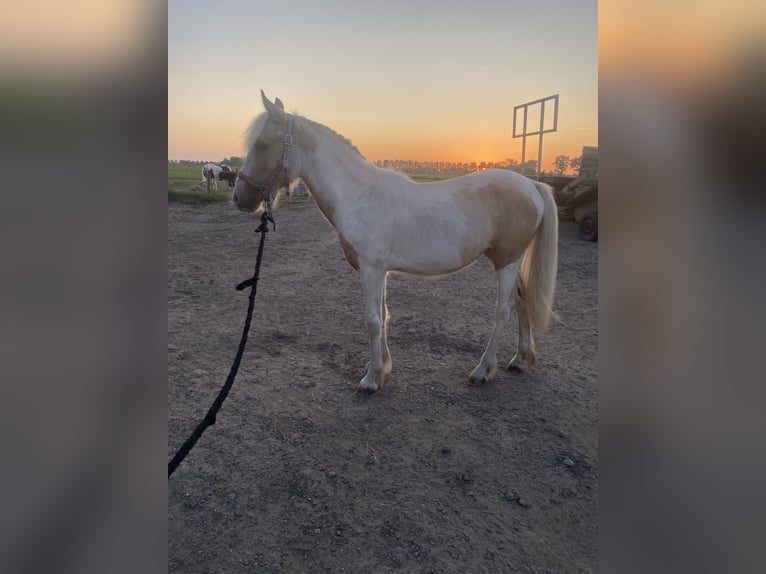 Poni New Forest Mestizo Yegua 1 año 140 cm Palomino in Haren