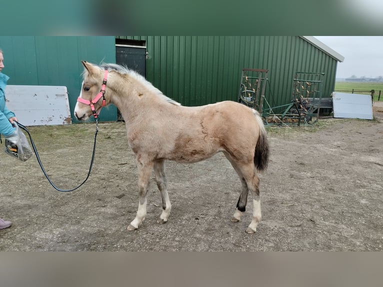 Poni New Forest Mestizo Yegua 1 año 145 cm Buckskin/Bayo in Lierderholthuis