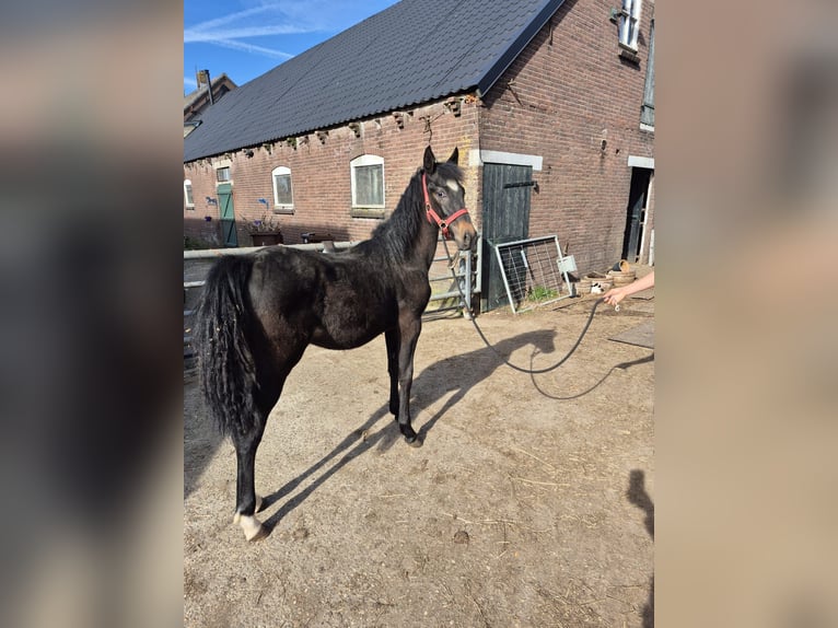 Poni New Forest Mestizo Yegua 1 año 149 cm Castaño oscuro in Lopik