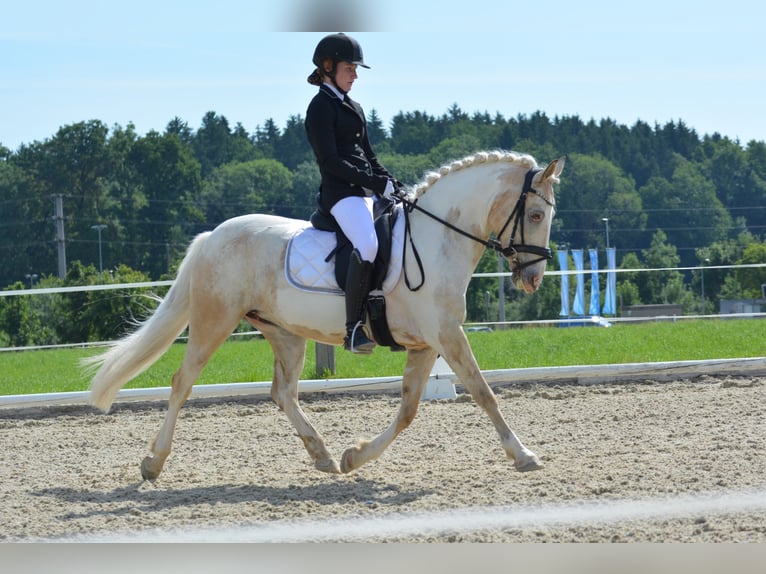 Poni New Forest Mestizo Yegua 21 años 135 cm Tobiano-todas las-capas in Ried