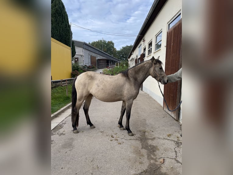 Poni New Forest Yegua 3 años 140 cm Buckskin/Bayo in Pentling