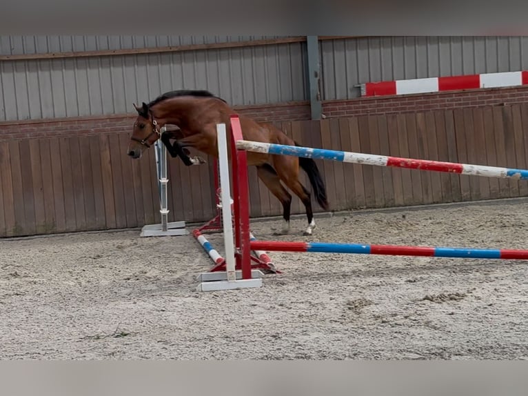 Poni New Forest Yegua 3 años 146 cm Castaño in Zieuwent