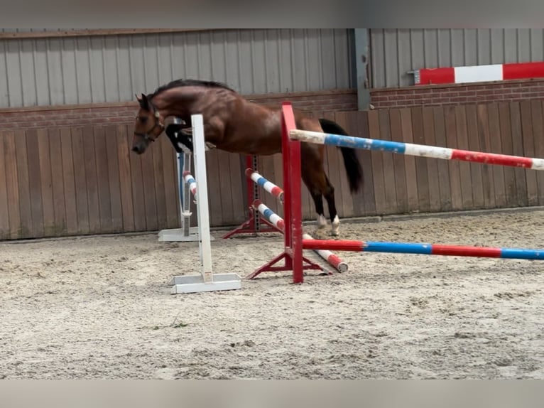 Poni New Forest Yegua 3 años 146 cm Castaño in Zieuwent