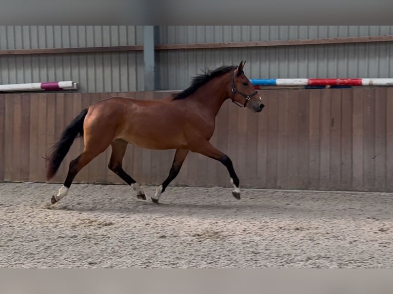 Poni New Forest Yegua 3 años 146 cm Castaño in Zieuwent