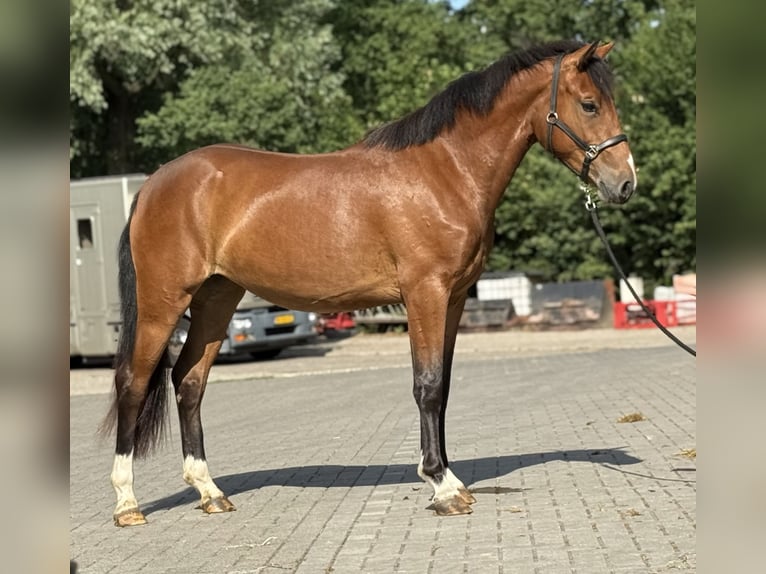 Poni New Forest Yegua 3 años 146 cm Castaño in Zieuwent