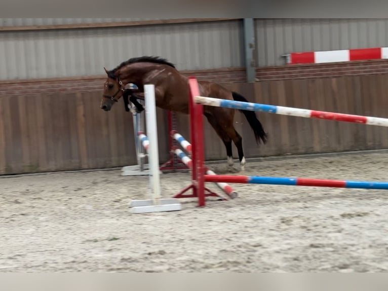 Poni New Forest Yegua 3 años 146 cm Castaño in Zieuwent