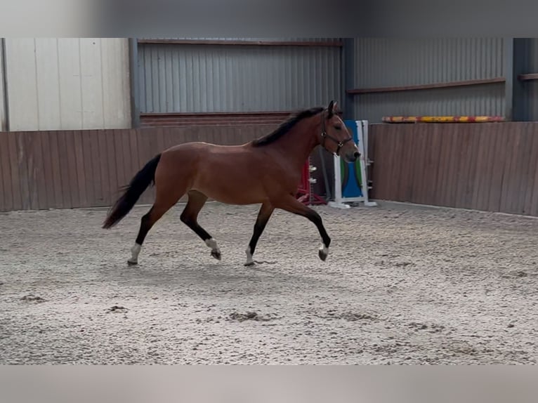 Poni New Forest Yegua 3 años 146 cm Castaño in Zieuwent