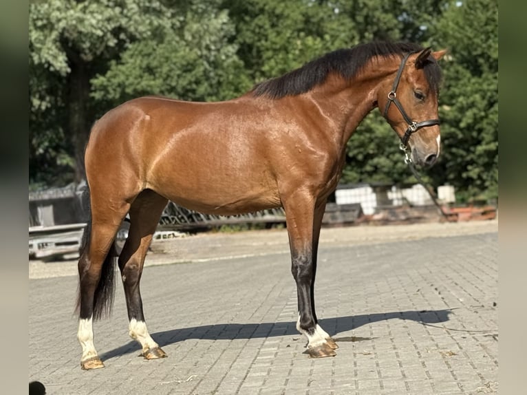 Poni New Forest Yegua 3 años 146 cm Castaño in Zieuwent