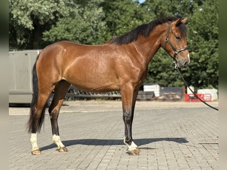 Poni New Forest Yegua 3 años 146 cm Castaño in Zieuwent