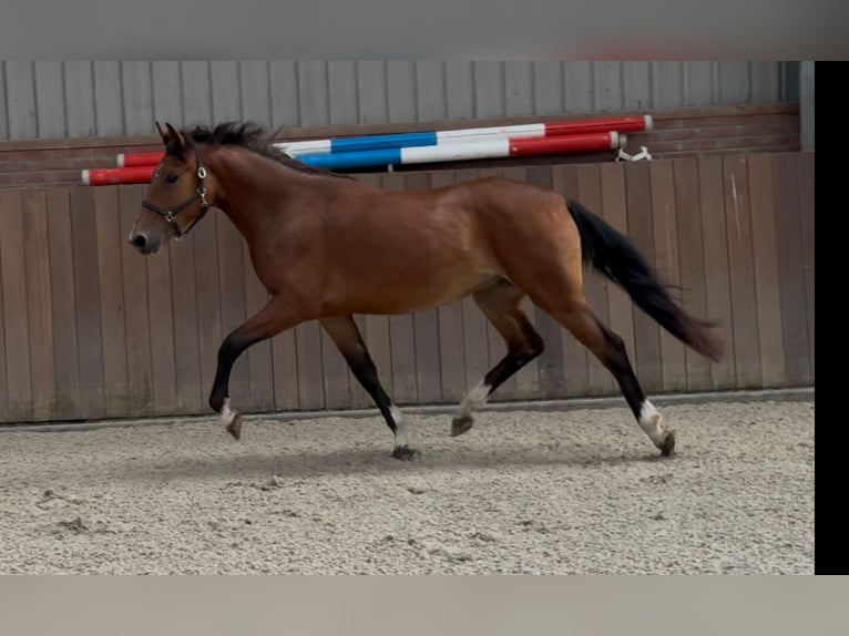 Poni New Forest Yegua 3 años 146 cm Castaño in Zieuwent