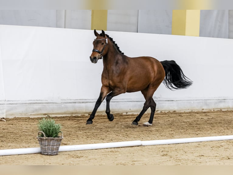 Poni New Forest Yegua 3 años 148 cm Castaño in Abtenau