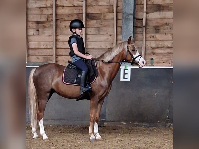 Poni New Forest Mestizo Yegua 4 años 134 cm Alazán in Daarlerveen