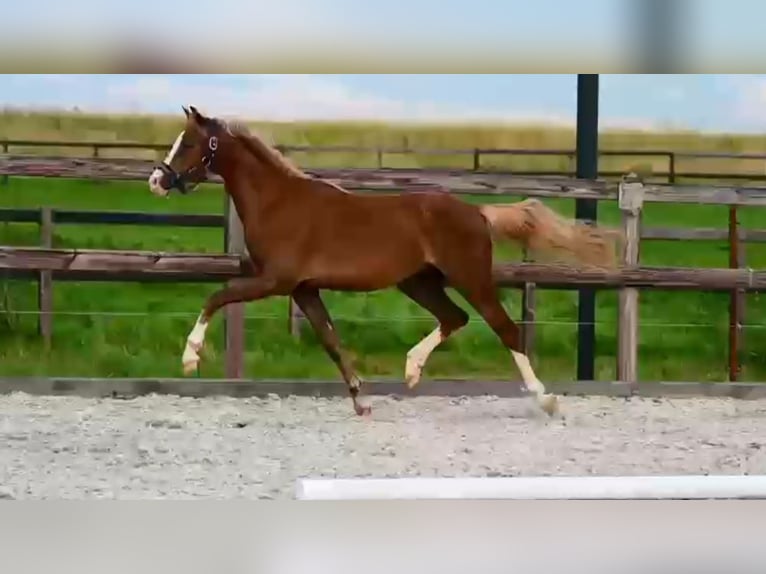 Poni New Forest Mestizo Yegua 4 años 134 cm Alazán in Daarlerveen