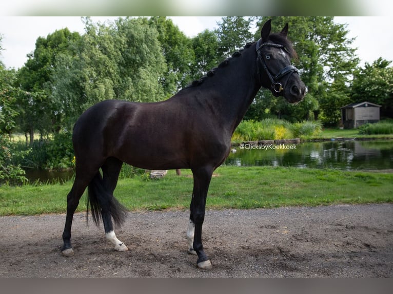 Poni New Forest Yegua 4 años 146 cm Negro in Kamerik