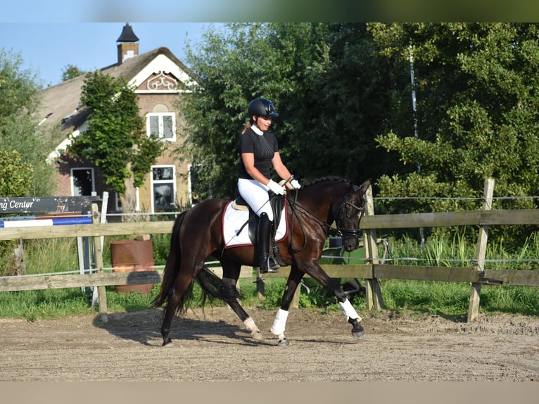 Poni New Forest Yegua 4 años 146 cm Negro in Kamerik