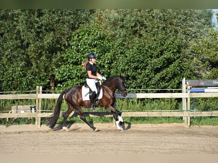 Poni New Forest Yegua 4 años 146 cm Negro in Kamerik