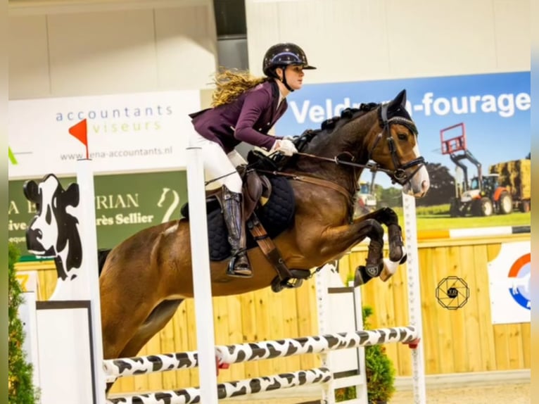 Poni New Forest Yegua 5 años 136 cm Castaño in Aalsmeer