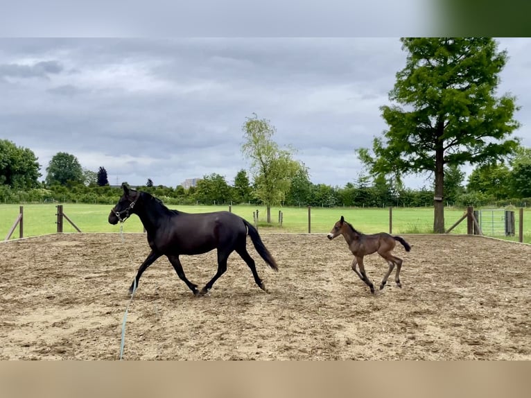Poni New Forest Mestizo Yegua 5 años 140 cm Castaño in Haps