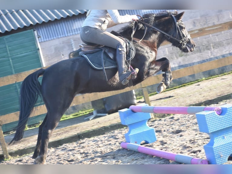 Poni New Forest Yegua 6 años 138 cm Negro in Achtmaal