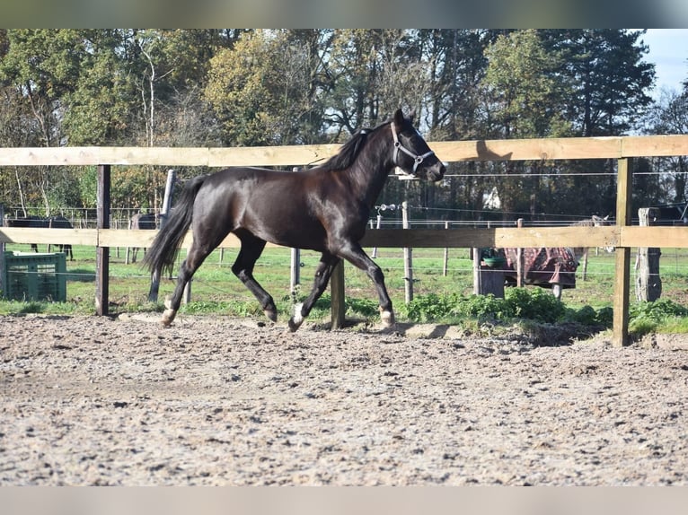 Poni New Forest Yegua 7 años 138 cm Negro in Achtmaal