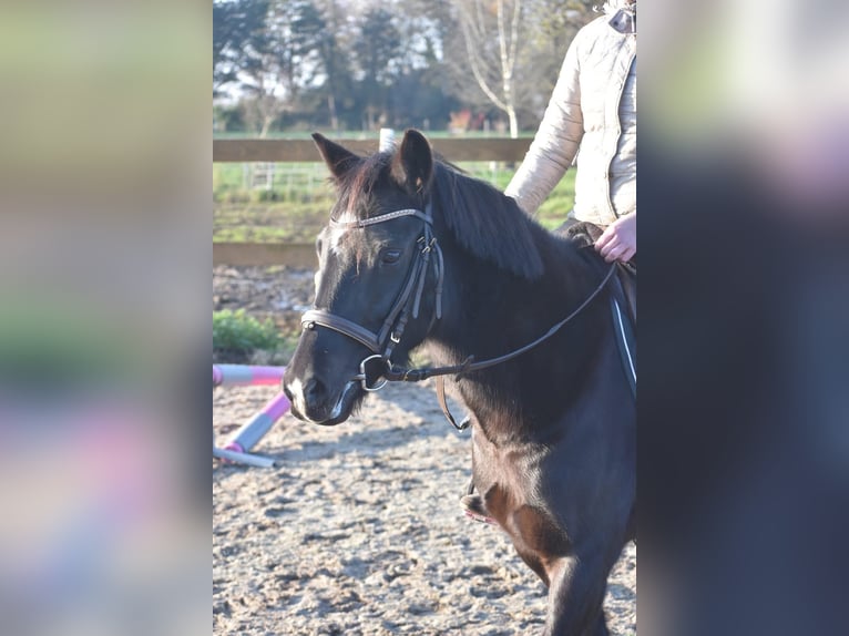 Poni New Forest Yegua 7 años 138 cm Negro in Achtmaal