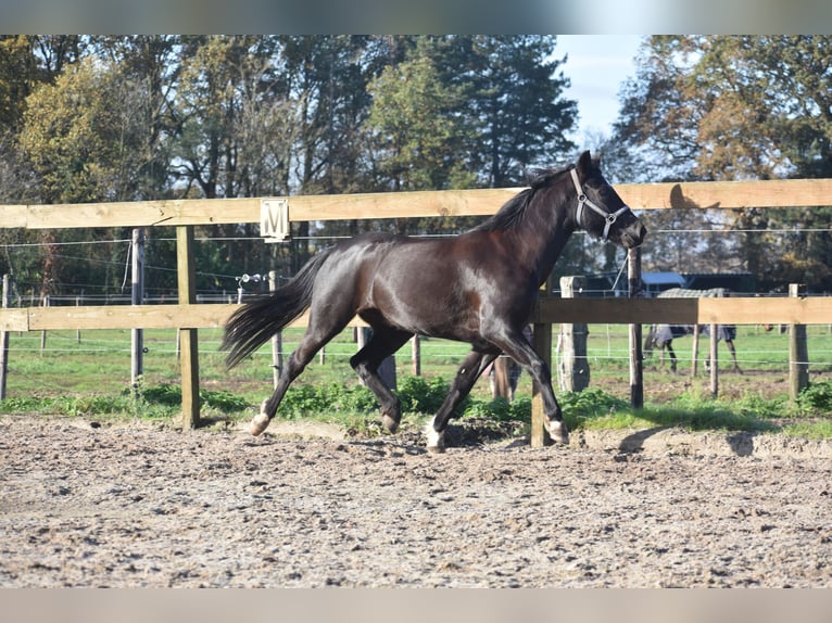 Poni New Forest Yegua 7 años 138 cm Negro in Achtmaal