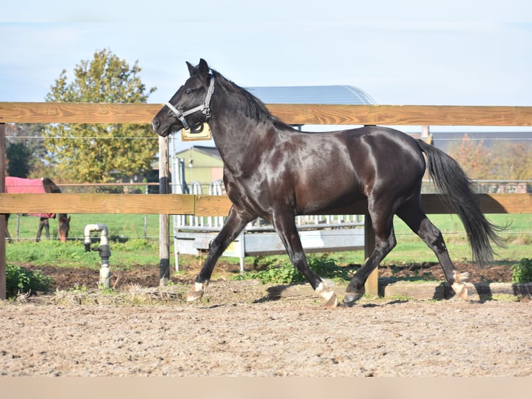 Poni New Forest Yegua 7 años 138 cm Negro in Achtmaal