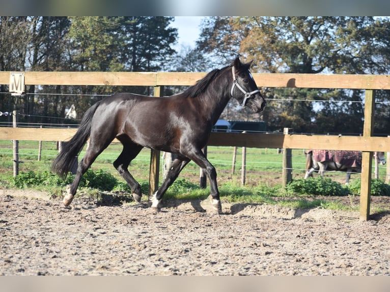 Poni New Forest Yegua 7 años 138 cm Negro in Achtmaal