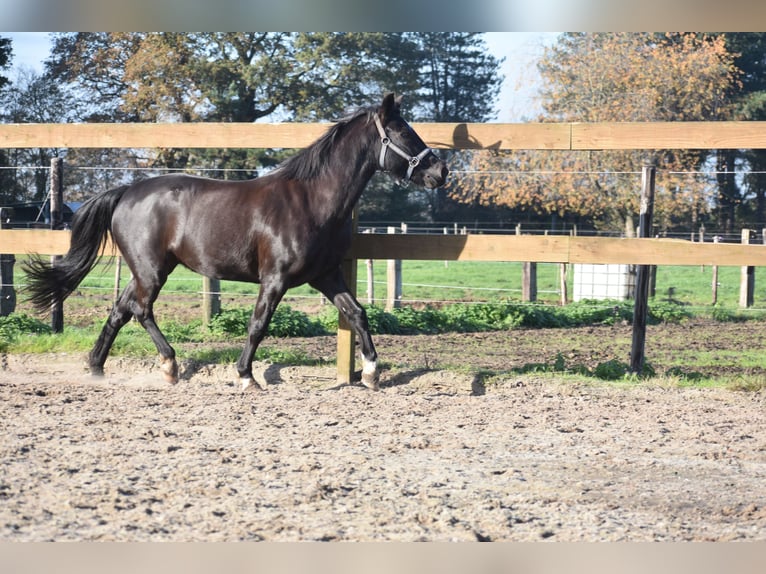 Poni New Forest Yegua 7 años 138 cm Negro in Achtmaal