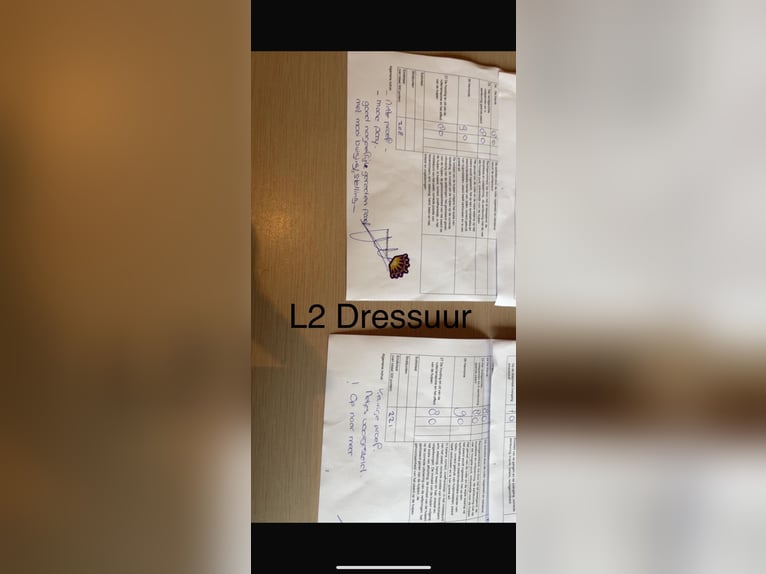 Poni New Forest Yegua 7 años 147 cm Alazán in Borger