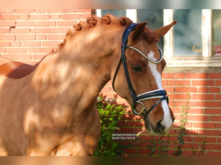 Poni New Forest Yegua 8 años 147 cm Alazán in Recke, bei Osnabr&#xFC;ck