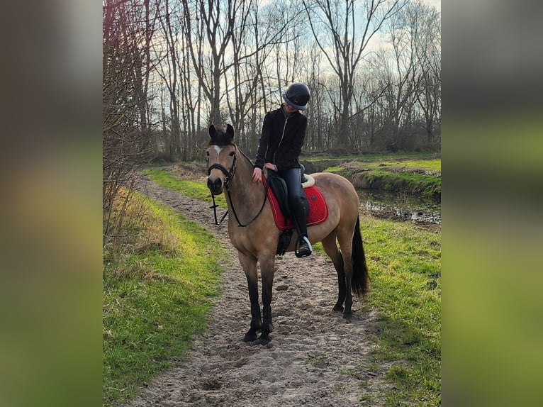Poni New Forest Yegua 9 años 144 cm Buckskin/Bayo in Zwanenburg