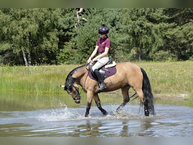 Poni New Forest Yegua 9 años 144 cm Buckskin/Bayo in Zwanenburg