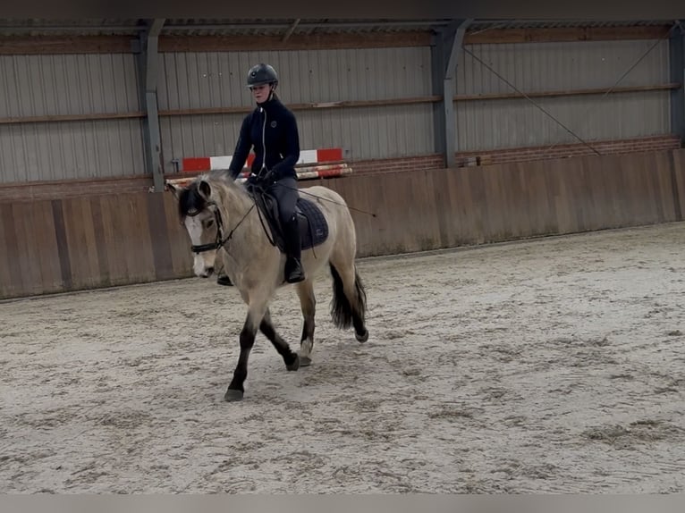 Poni New Forest Yegua 9 años 146 cm Bayo in Zieuwent