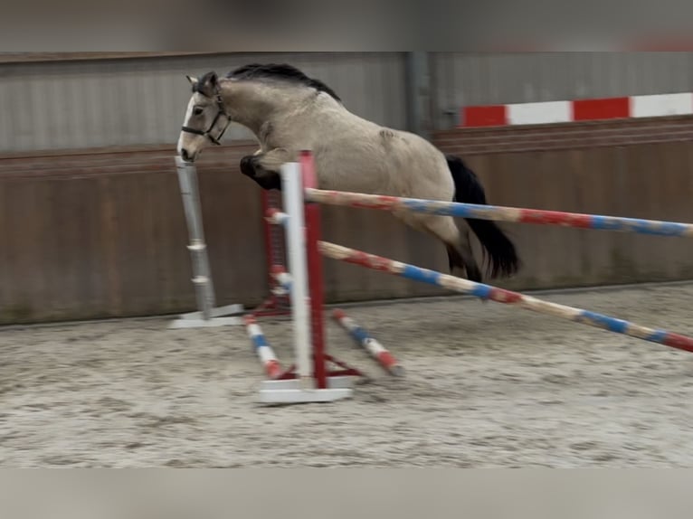 Poni New Forest Yegua 9 años 146 cm Bayo in Zieuwent