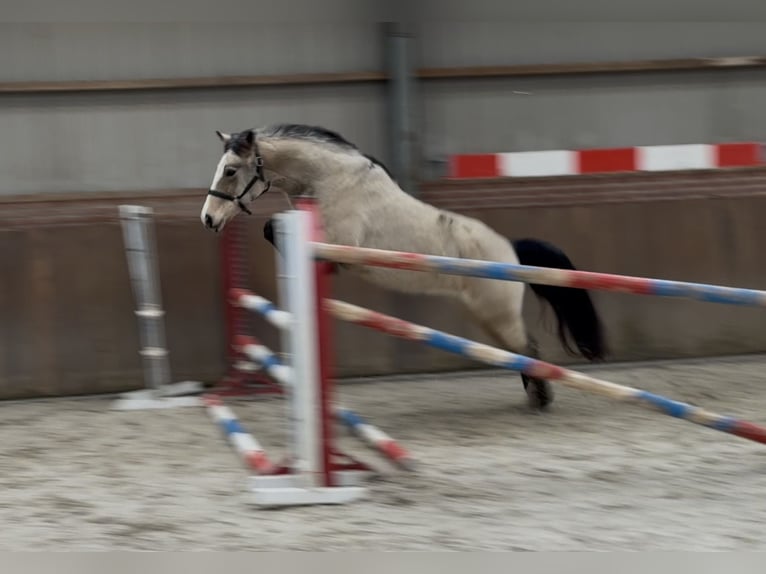 Poni New Forest Yegua 9 años 146 cm Bayo in Zieuwent