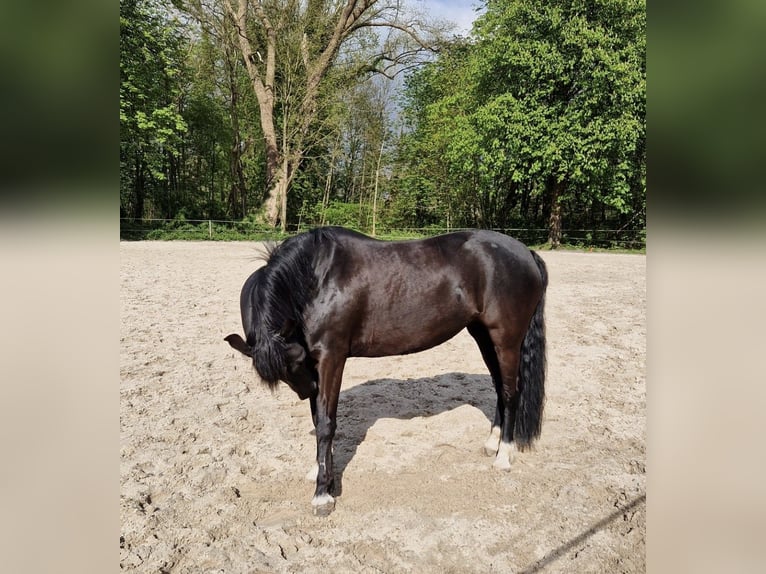 Poni New Forest Yegua 9 años 146 cm Negro in Wilhelmshaven