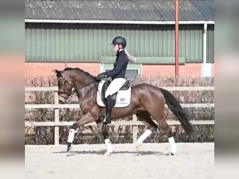 Poni New Forest Yegua 9 años 147 cm Castaño in Geleen
