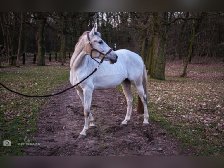 Poni New Forest Mestizo Yegua 9 años 147 cm Tordo in Wesel